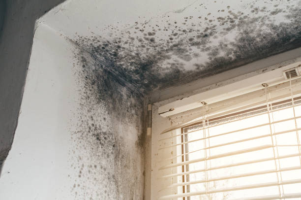 Affordable Mold Remediation solutions in Marshall, VA